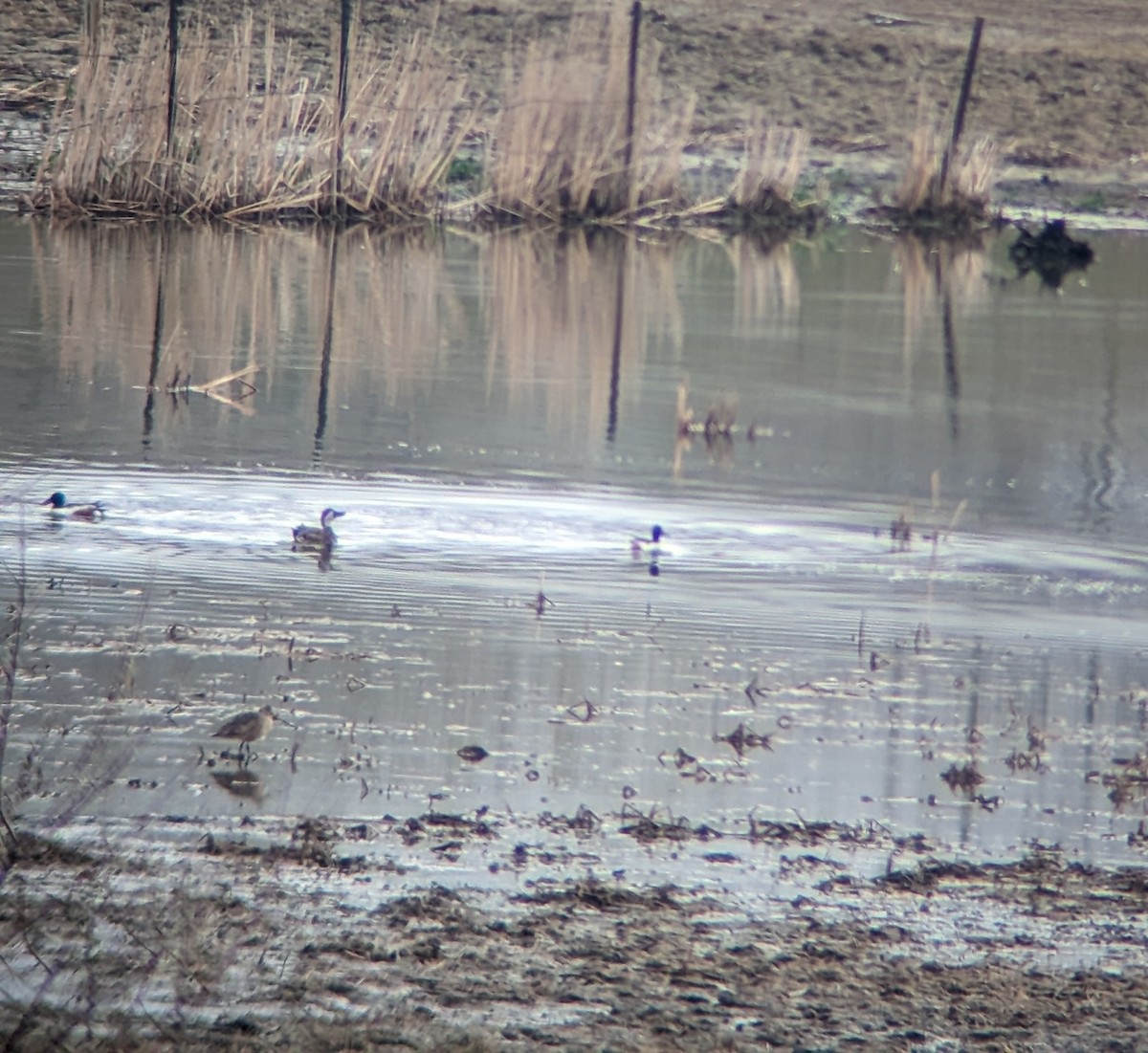 Northern Shoveler x Gadwall (hybrid) - ML617718231