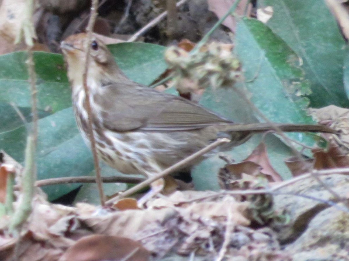 Puff-throated Babbler - ML617718234