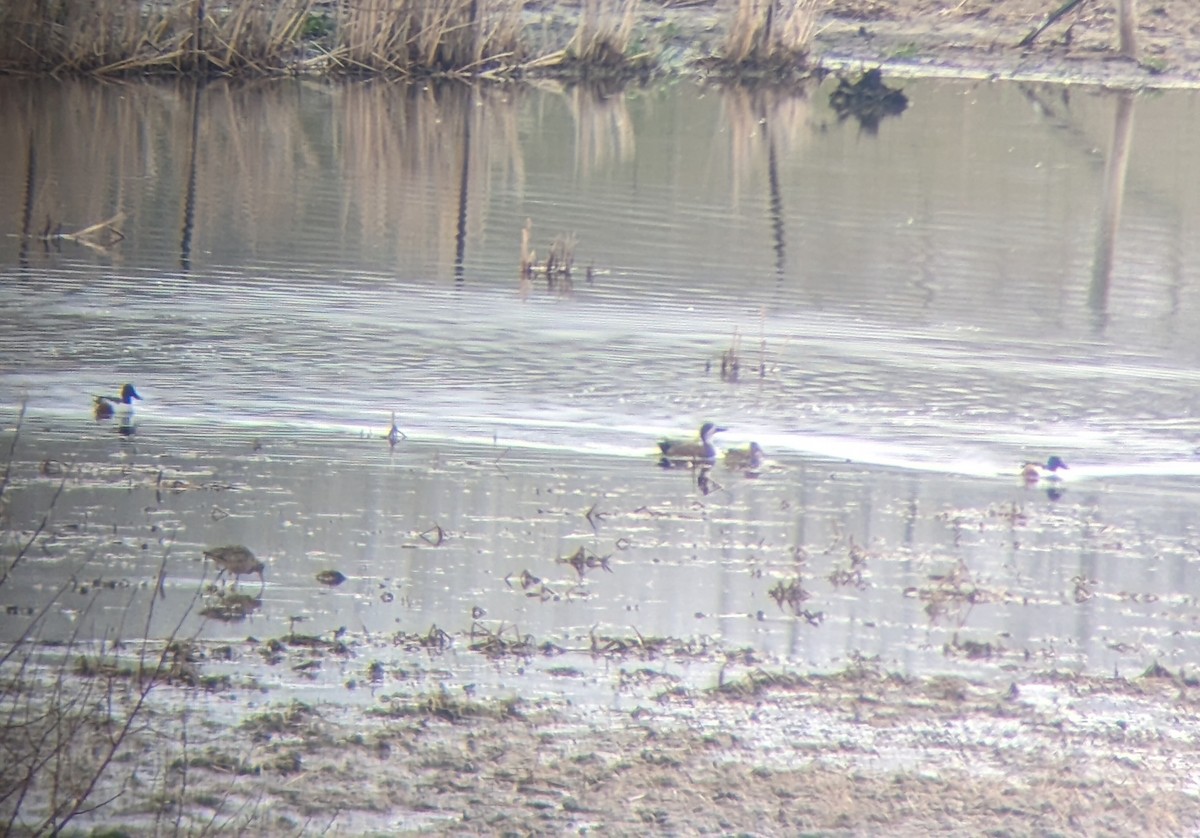 Northern Shoveler x Gadwall (hybrid) - ML617718237