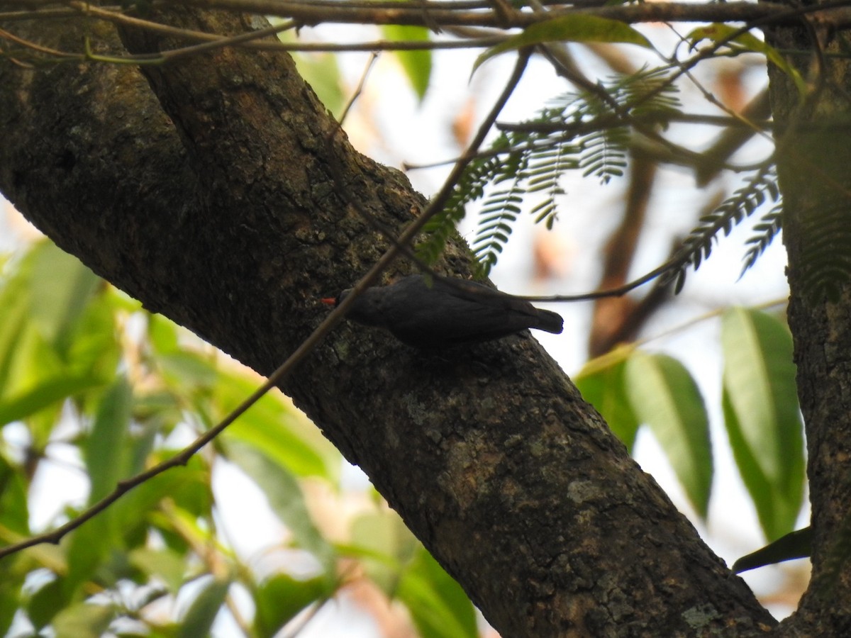 Velvet-fronted Nuthatch - ML617718241