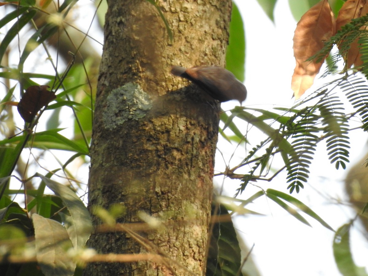 nuthatch sp. - ML617718251