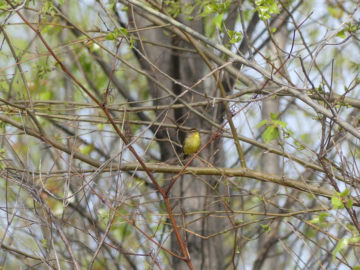 Palmiye Ötleğeni - ML617718253