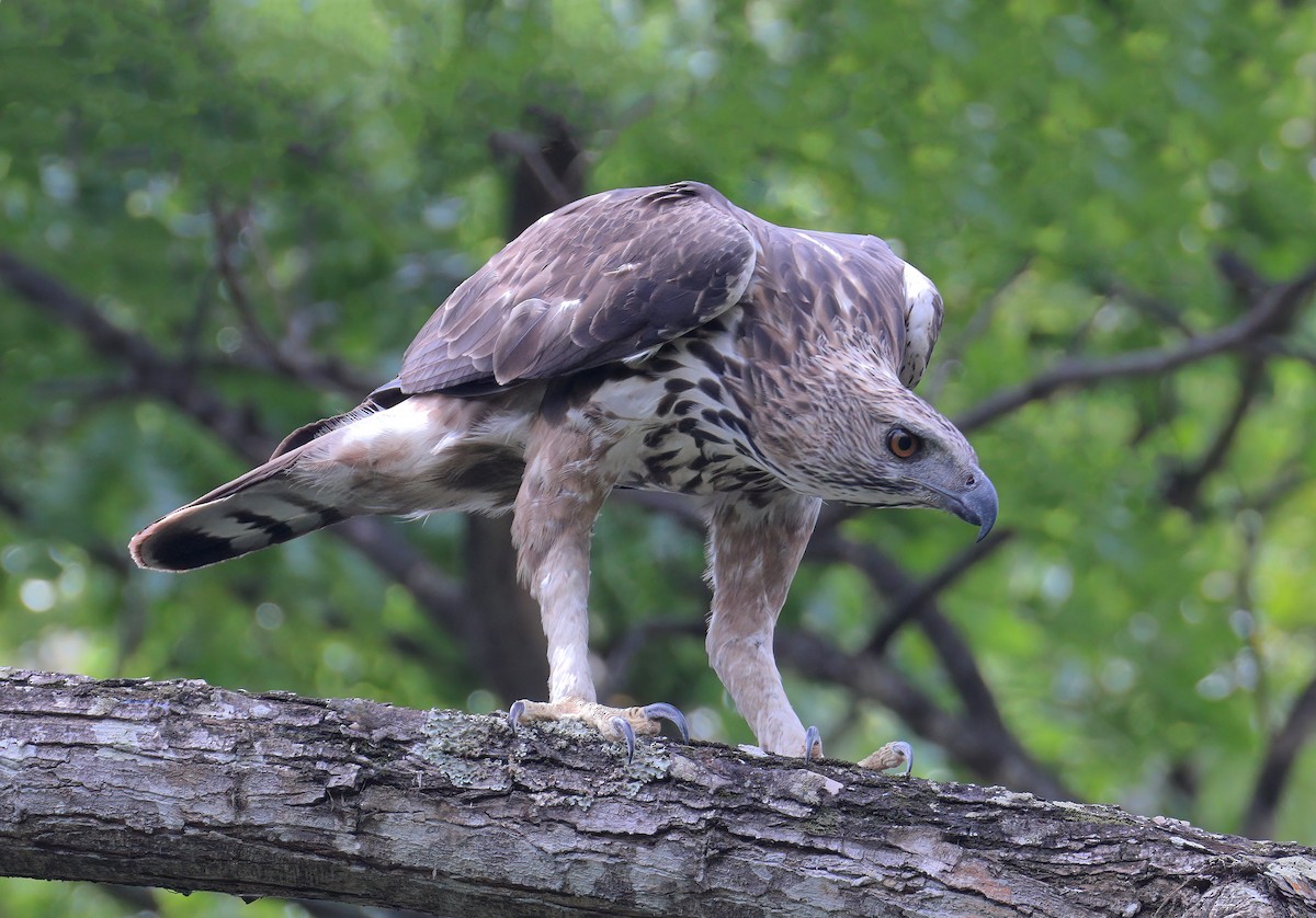 Changeable Hawk-Eagle - sheau torng lim
