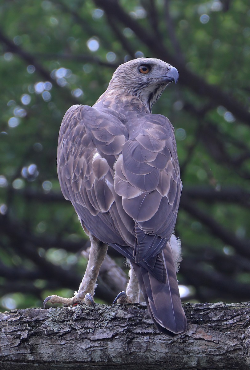 Changeable Hawk-Eagle - sheau torng lim