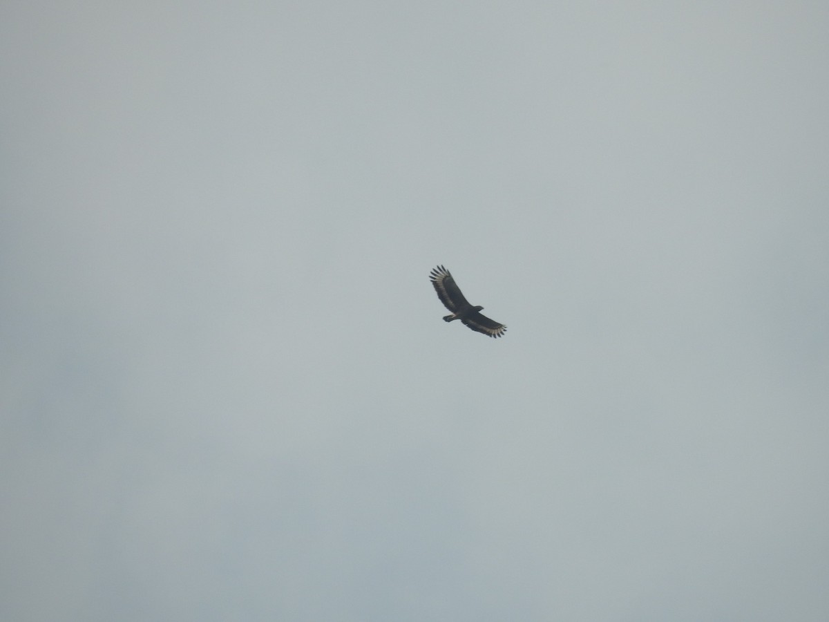 Crested Serpent-Eagle - ML617718314