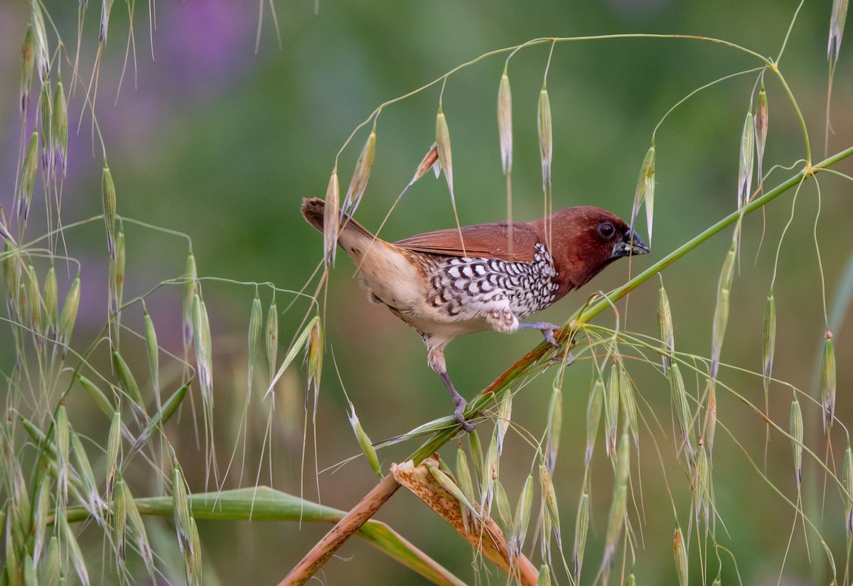 Scaly-breasted Munia - wendy wright
