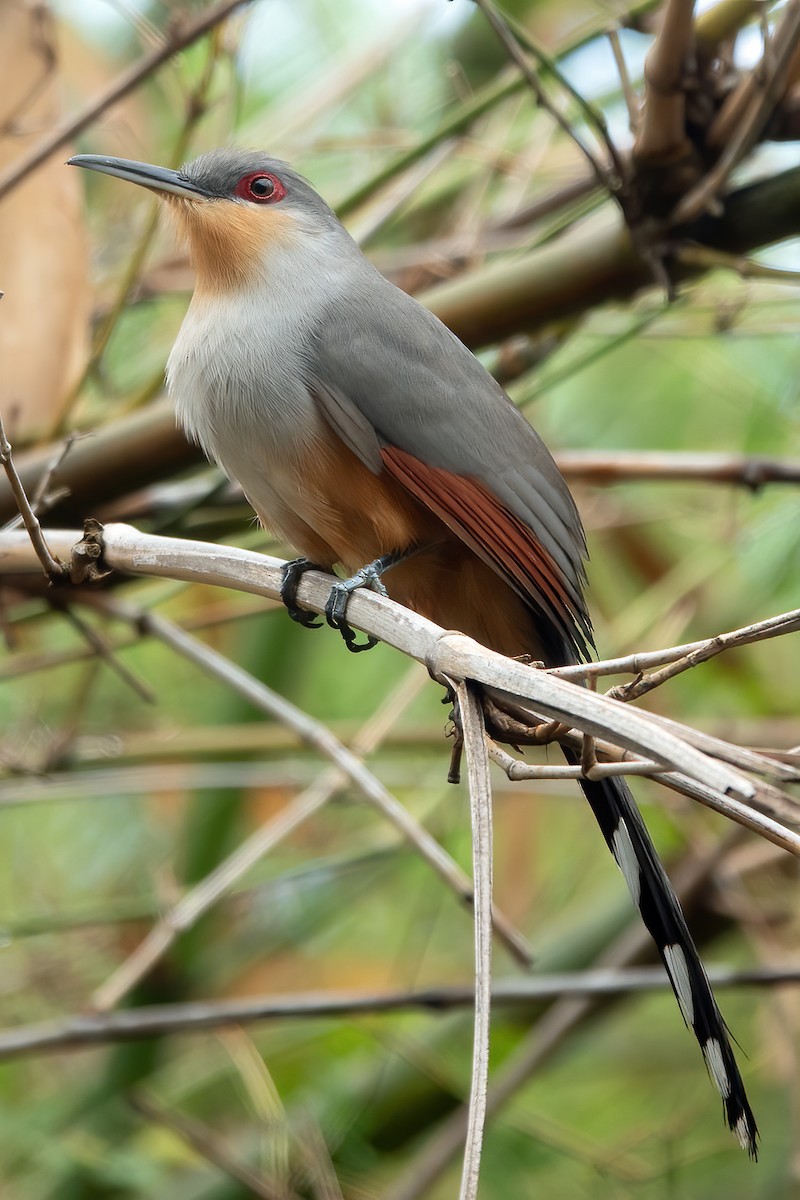 Hispaniolan Lizard-Cuckoo - ML617718357