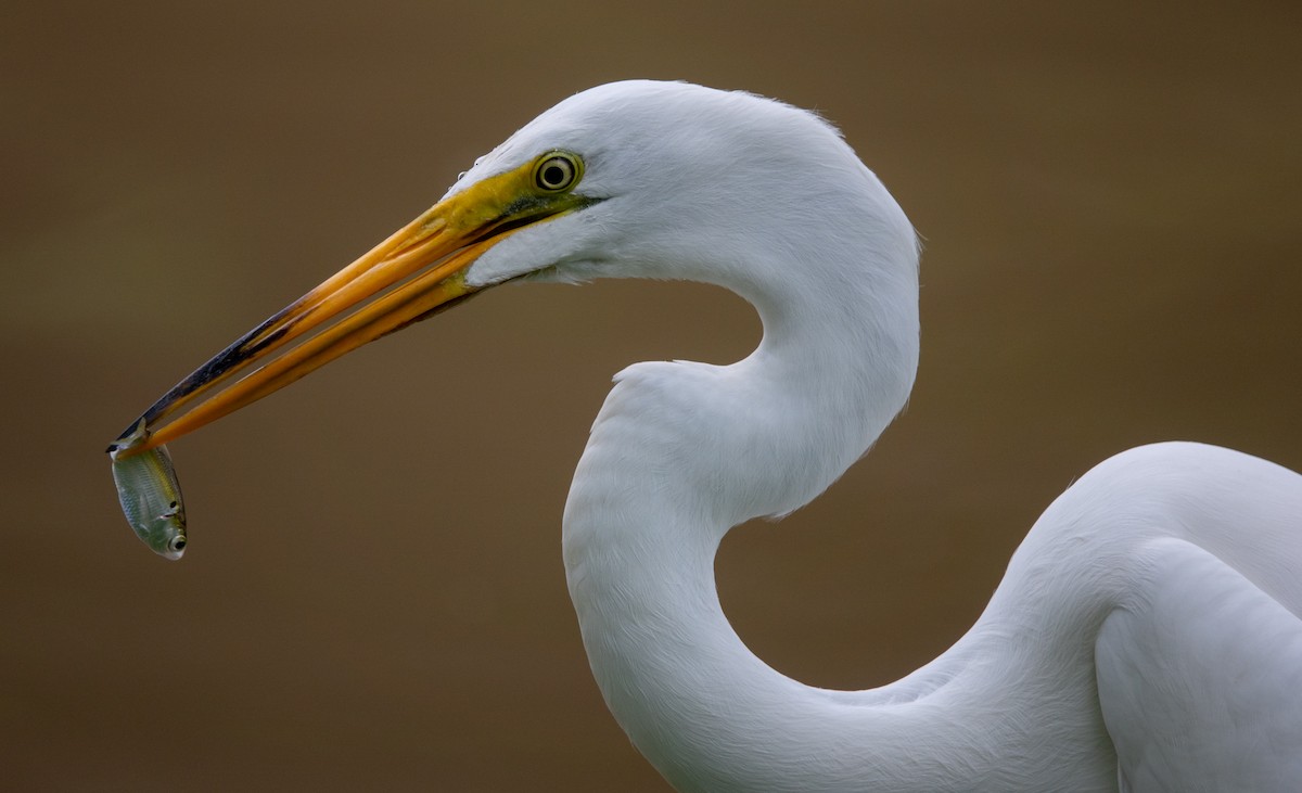 Great Egret - wendy wright