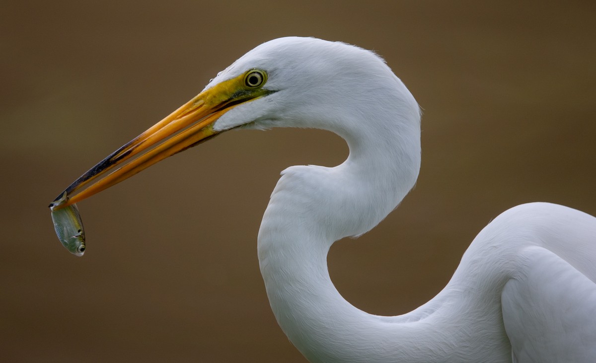 Great Egret - ML617718378