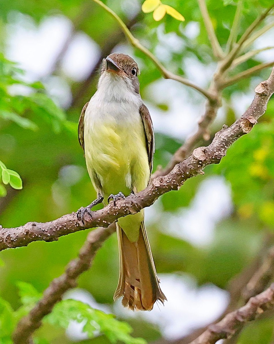 Grenada Flycatcher - ML617718439