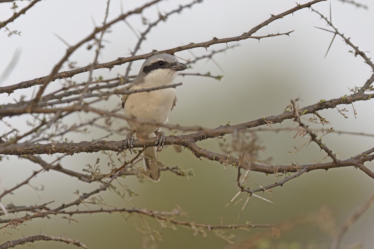 Great Gray Shrike (Sahara) - ML617718451