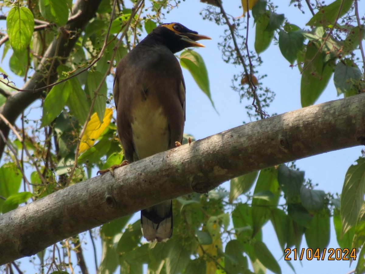 Common Myna - ML617718452