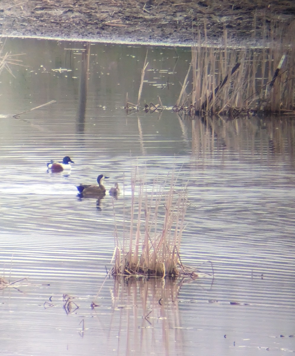 Northern Shoveler x Gadwall (hybrid) - ML617718456