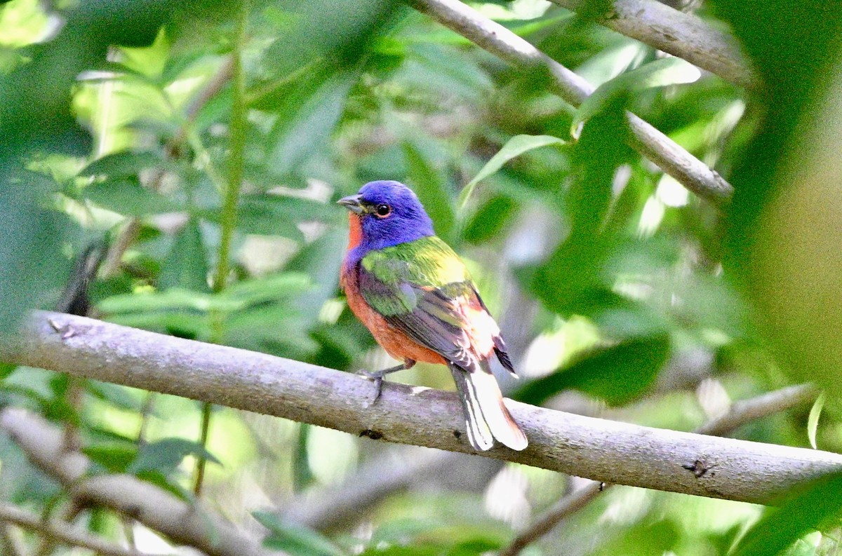 Painted Bunting - ML617718457
