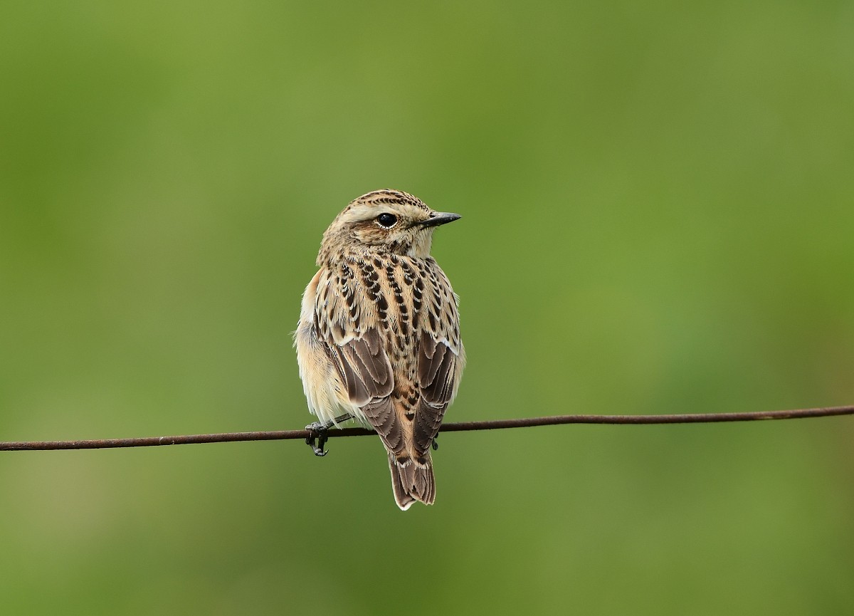 Whinchat - ML617718468