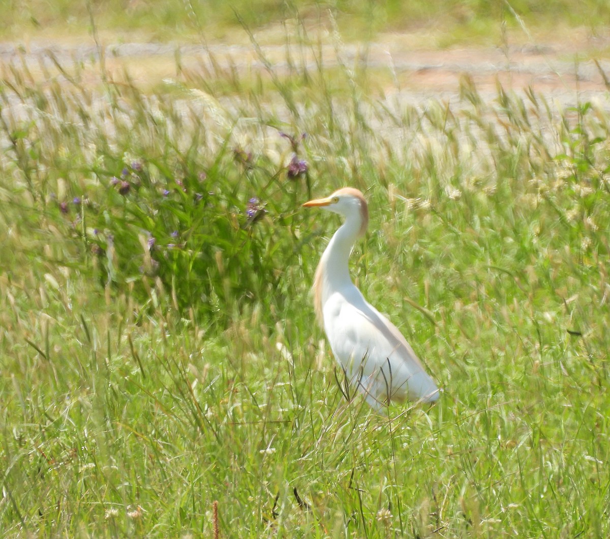 Western Cattle Egret - Roseanna Denton