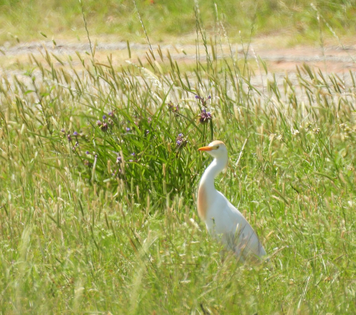 Western Cattle Egret - Roseanna Denton