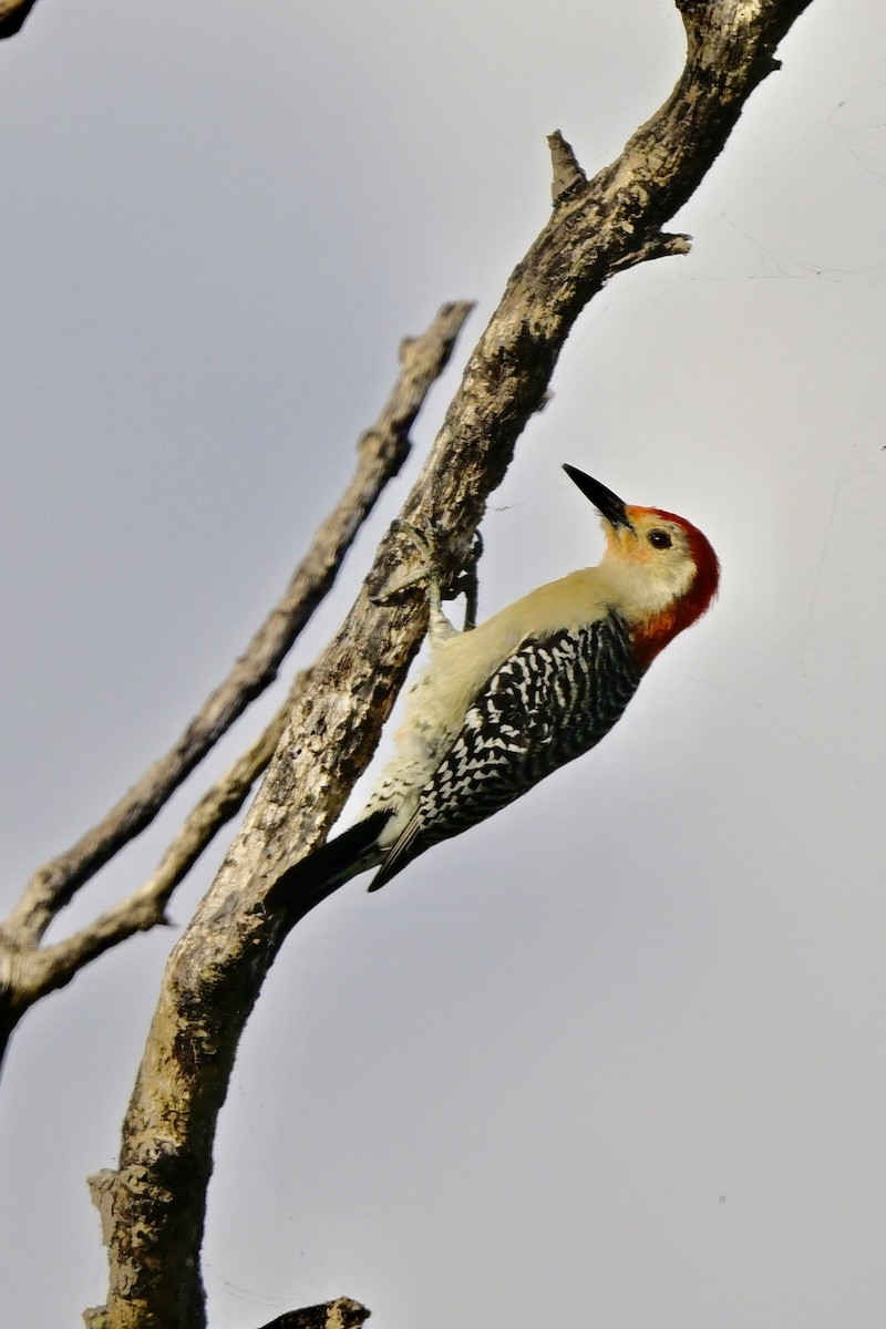 Red-bellied Woodpecker - Yves Darveau