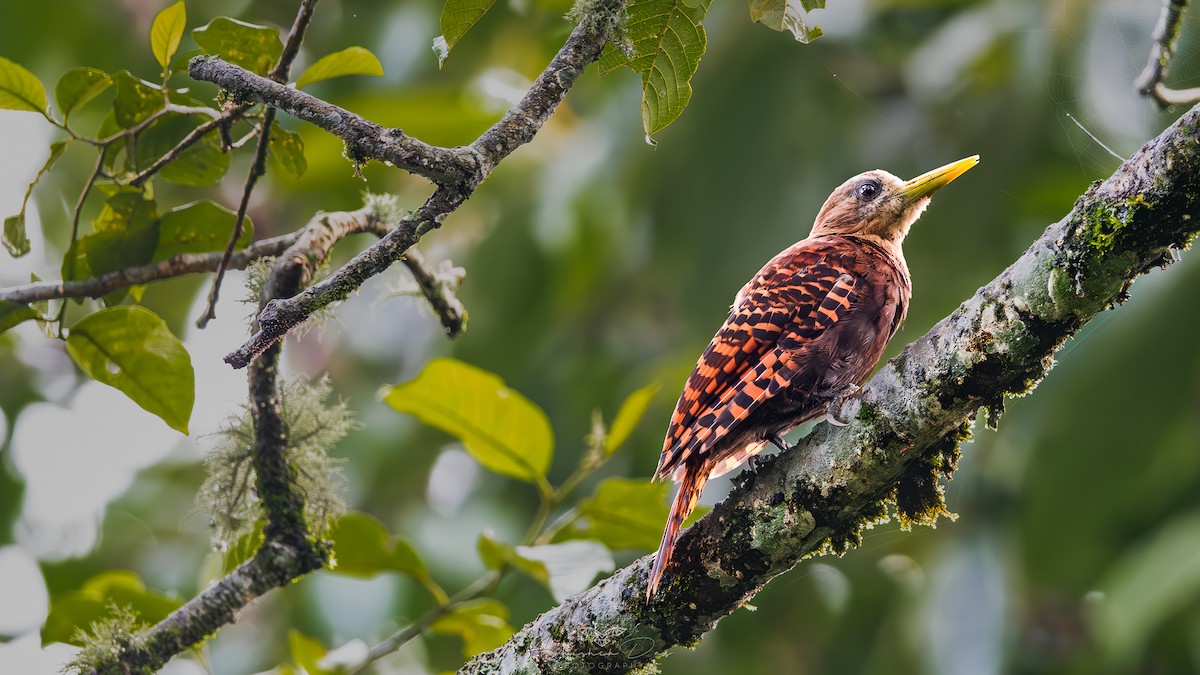 Bay Woodpecker - Abhishek Das