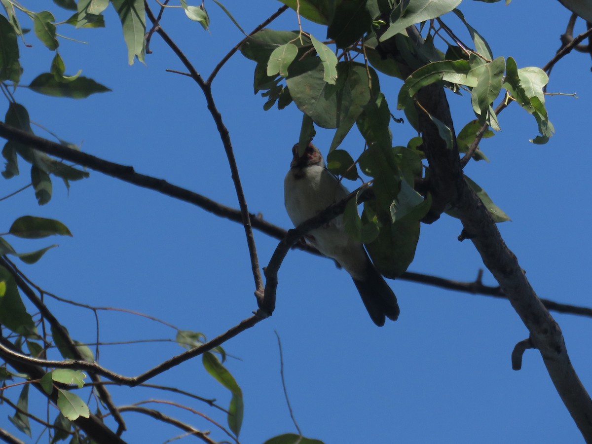 Yellow-billed Cardinal - ML617718538