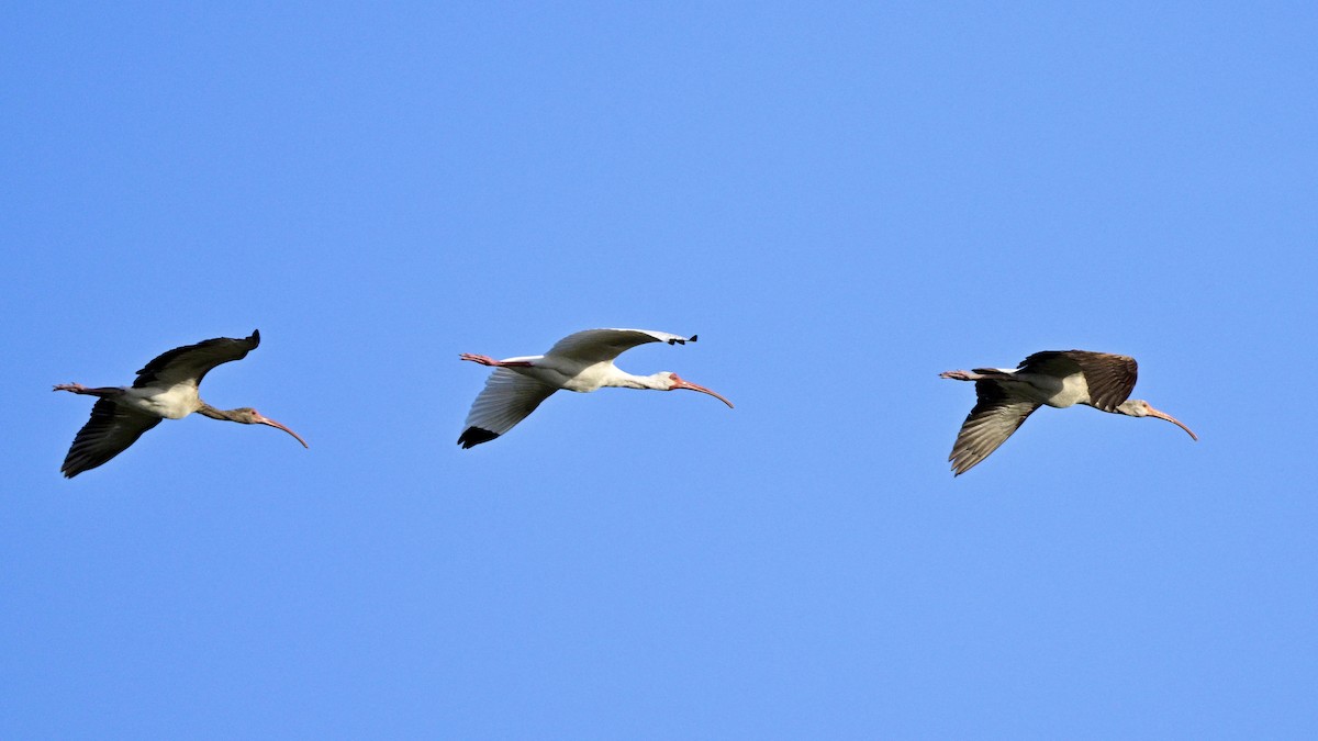 White Ibis - Yves Darveau