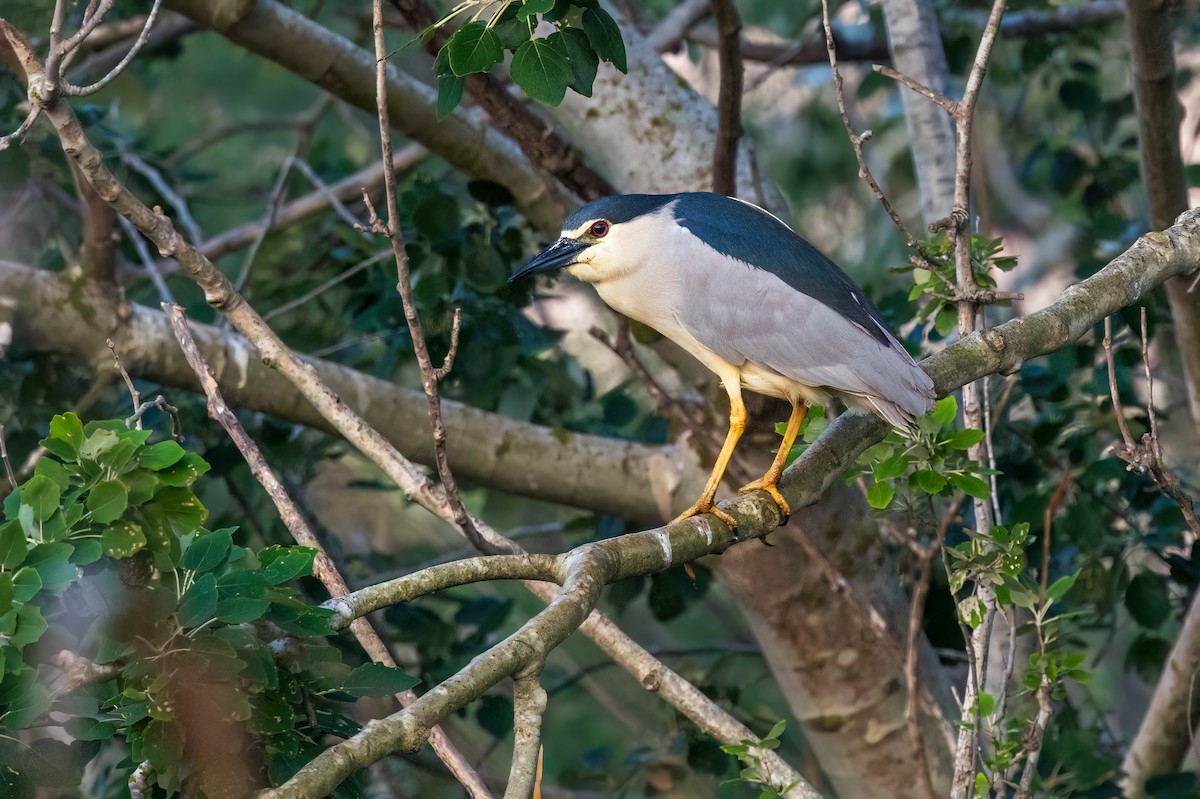 Black-crowned Night Heron - ML617718570