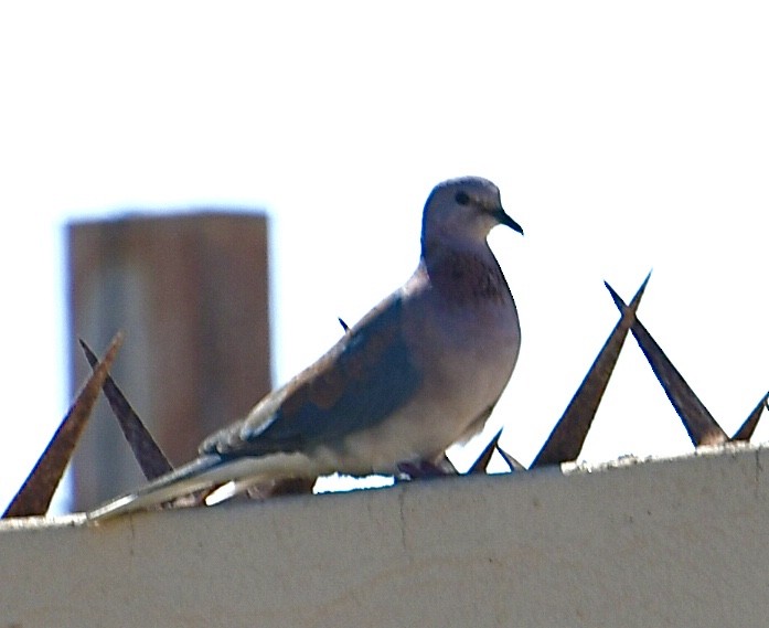 Tórtola Senegalesa - ML617718602