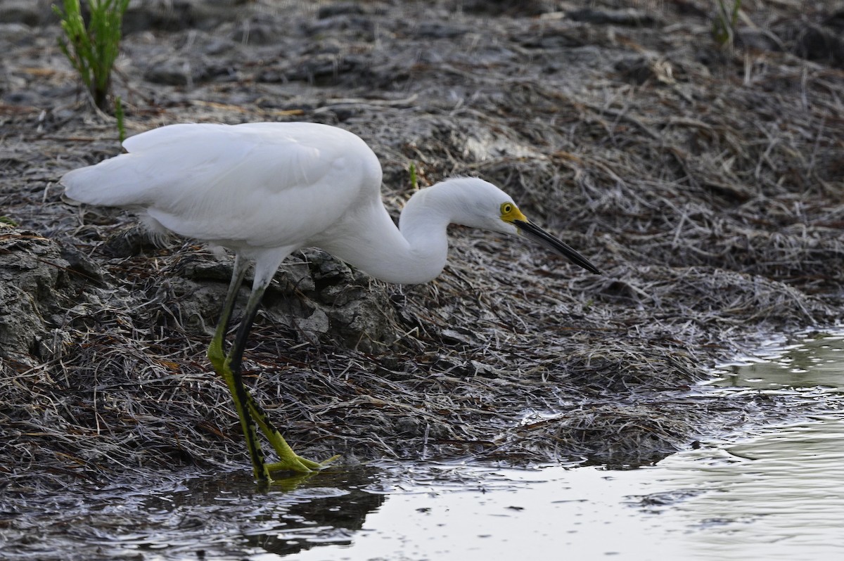 Snowy Egret - ML617718608