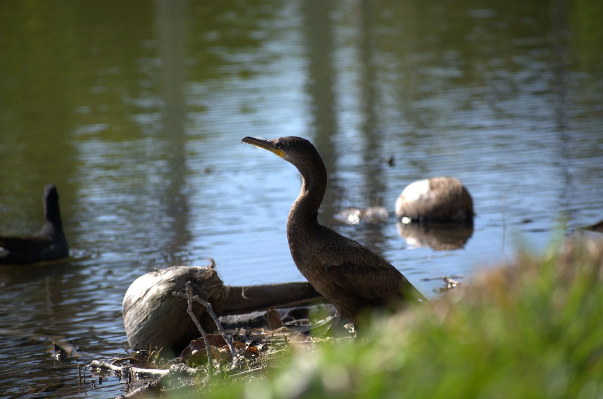 Neotropic Cormorant - Adam McInerney