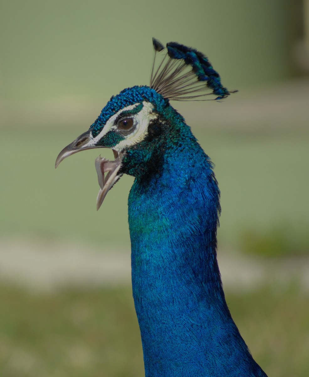 Indian Peafowl - ML617718633