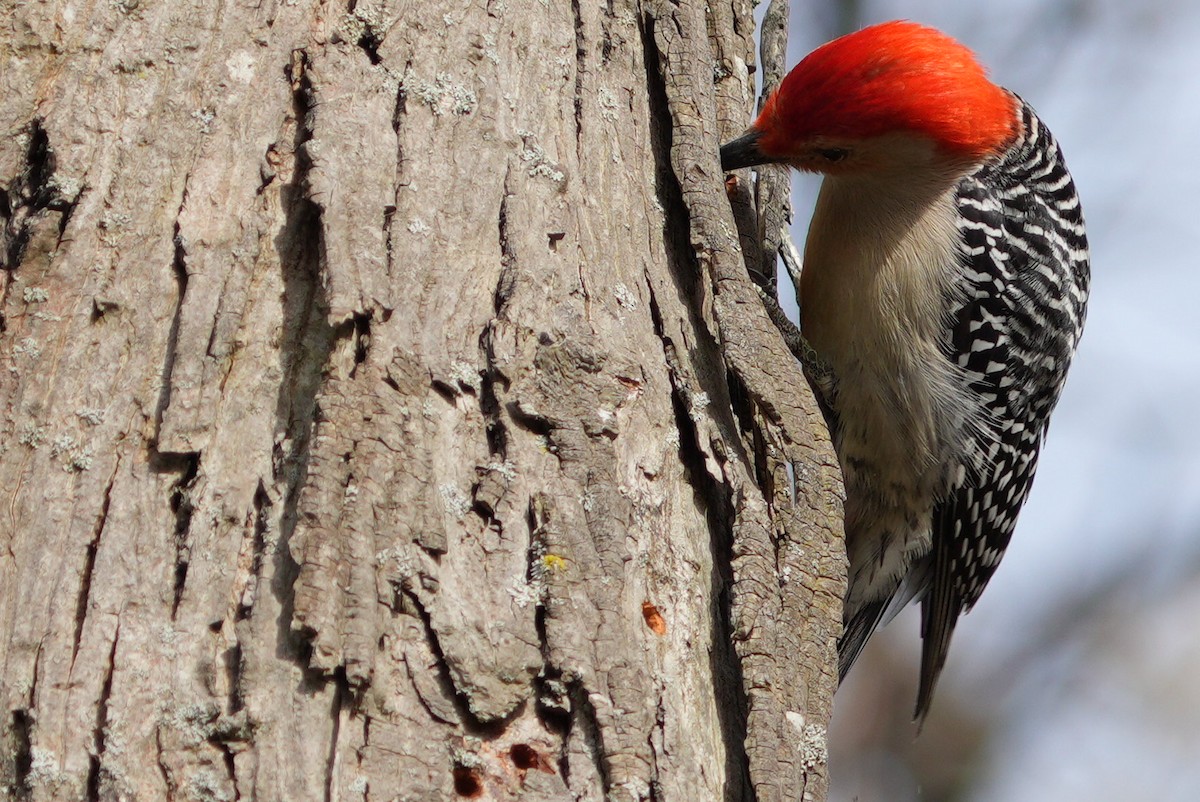 Red-bellied Woodpecker - ML617718662