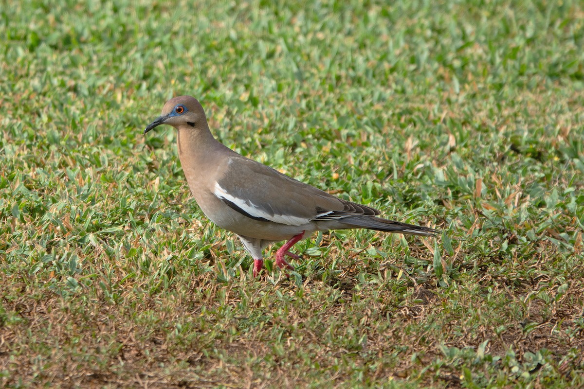 White-winged Dove - Mark Grogan