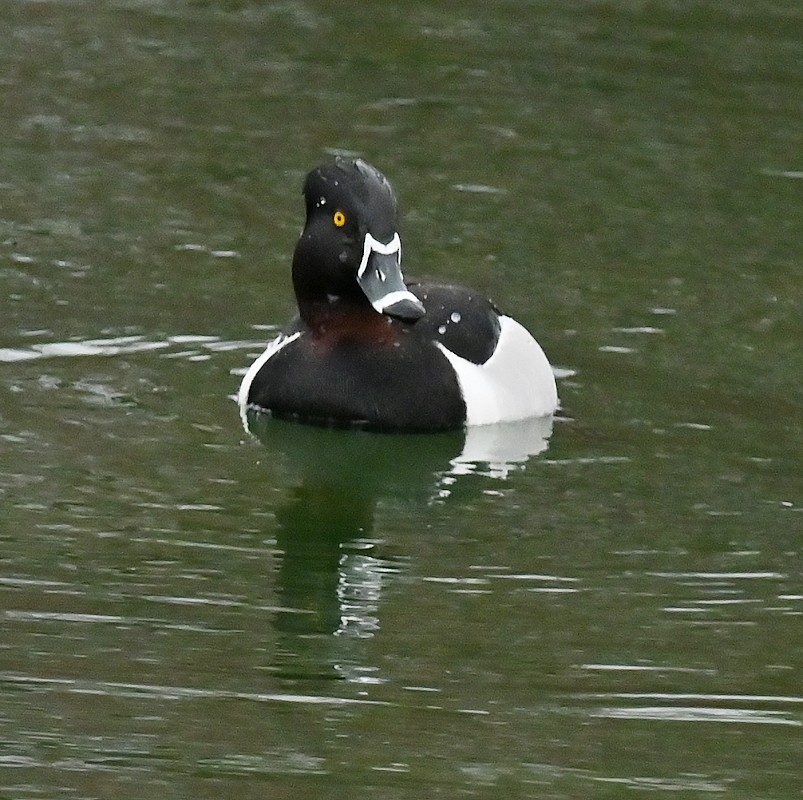 環頸潛鴨 - ML617718735