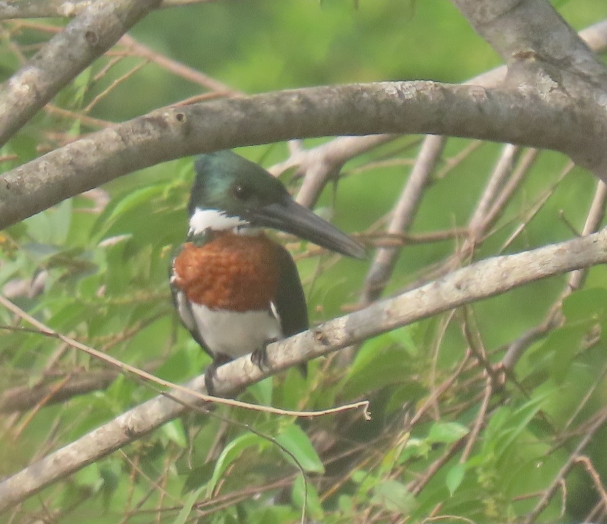 Amazon Kingfisher - b haley