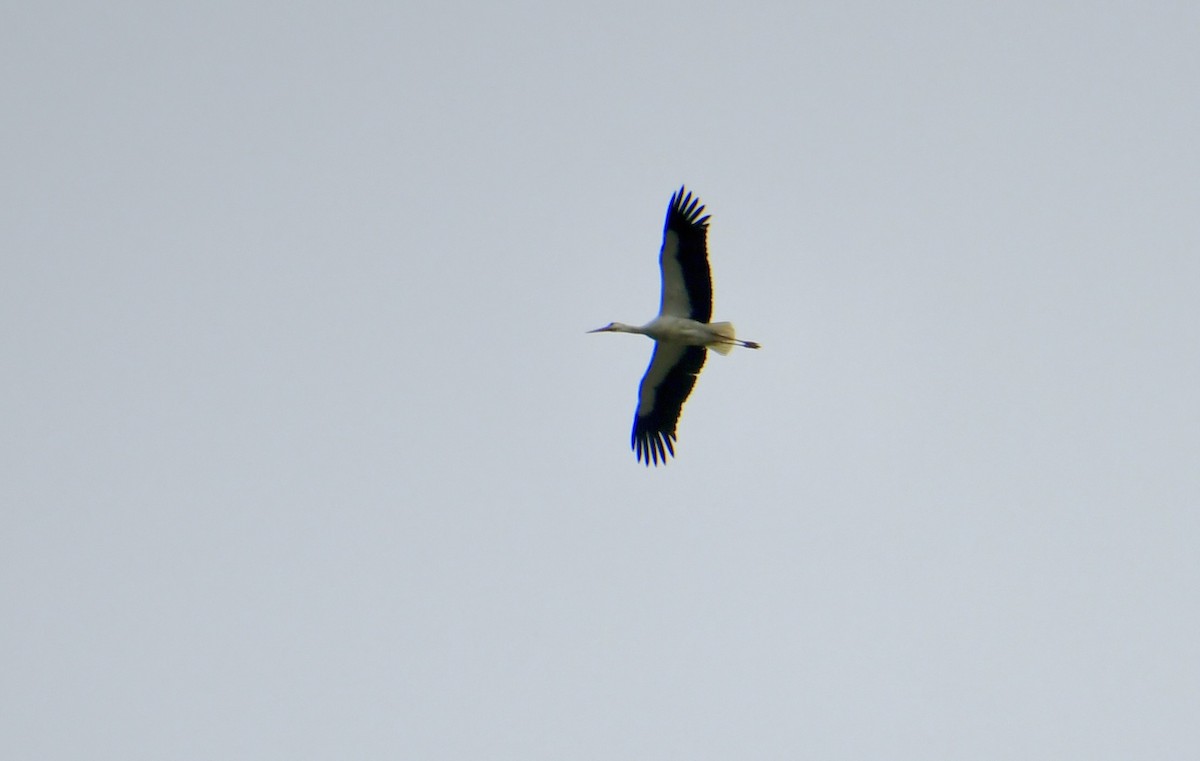 White Stork - ML617718802