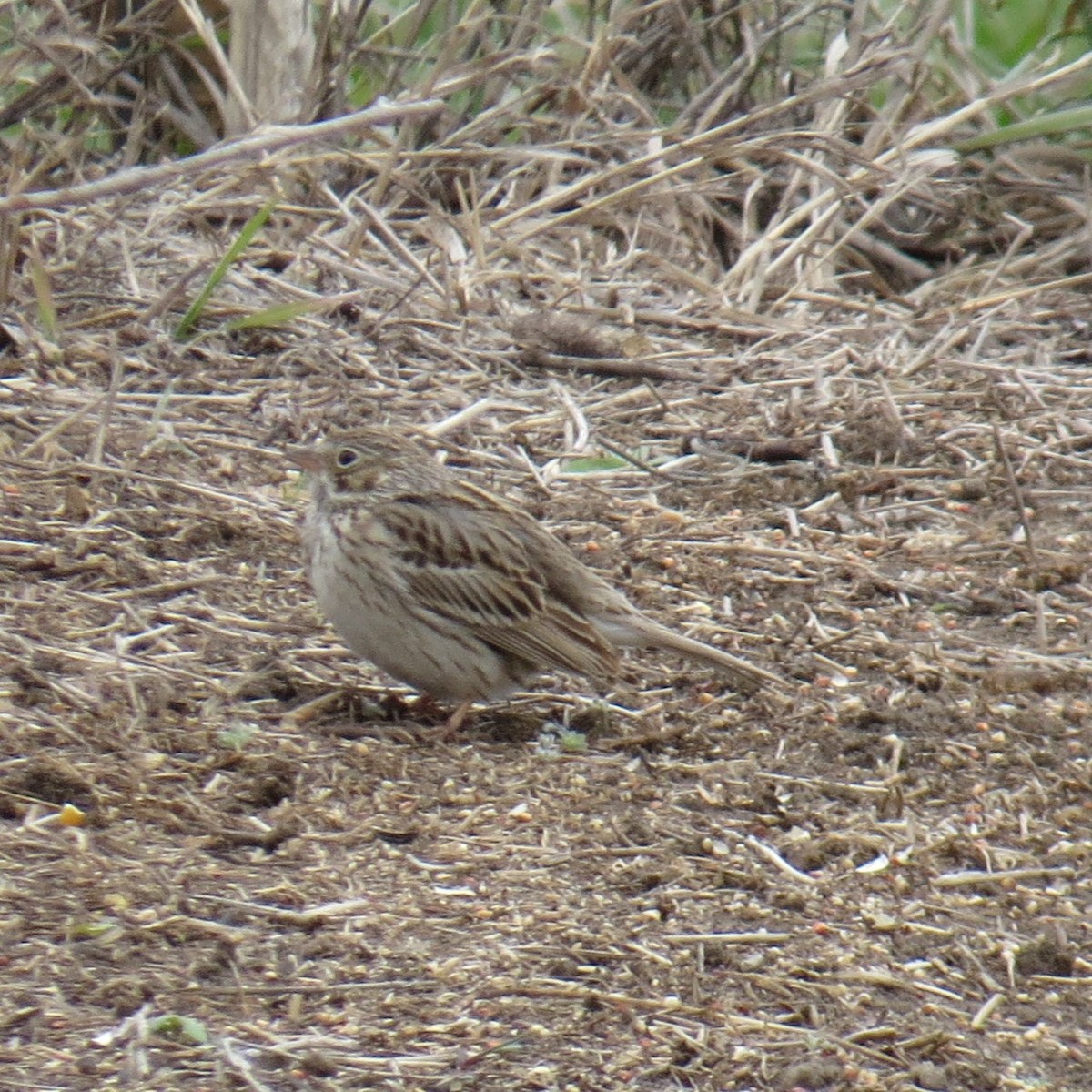 Vesper Sparrow - ML617718806