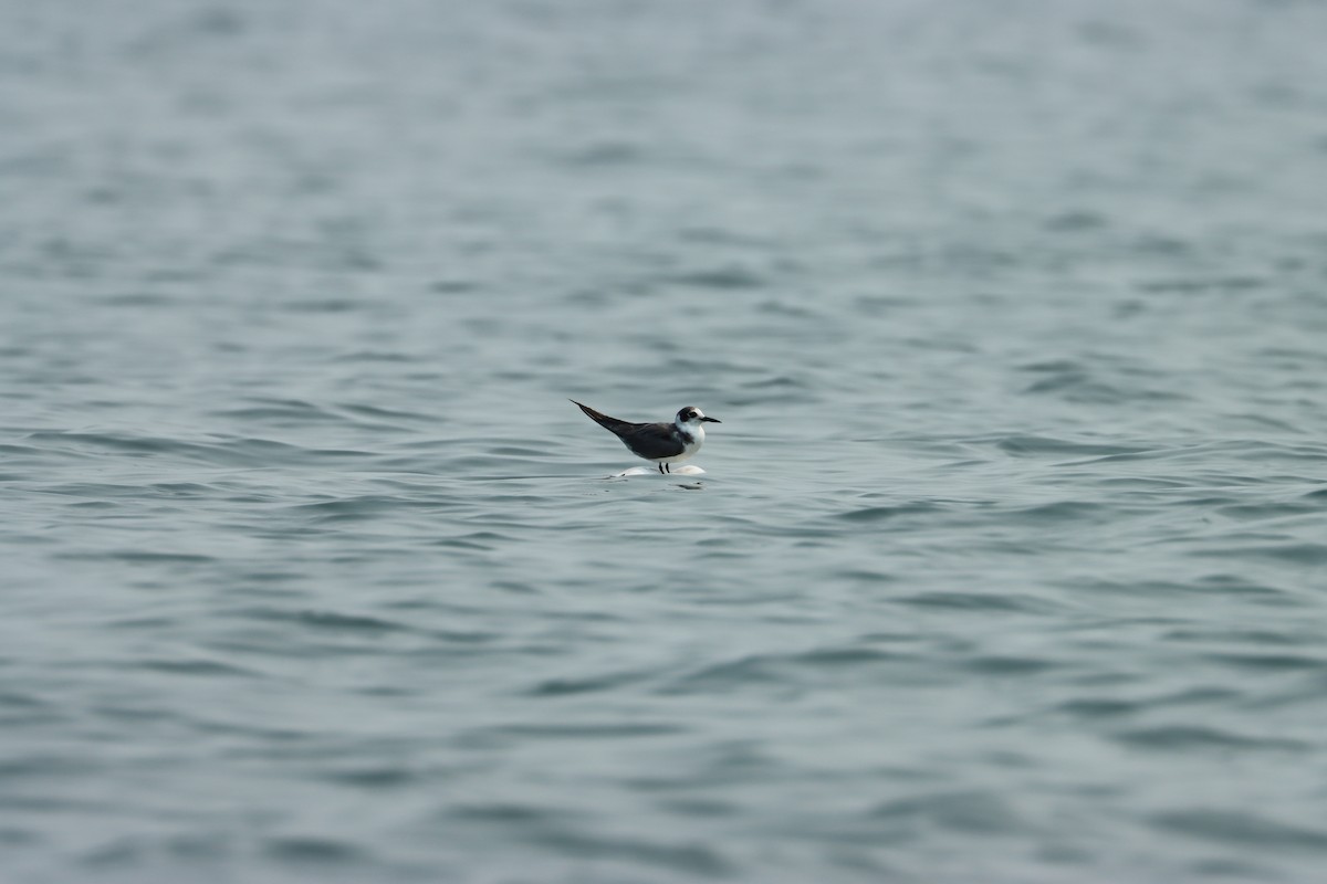 Black Tern - ML617718823