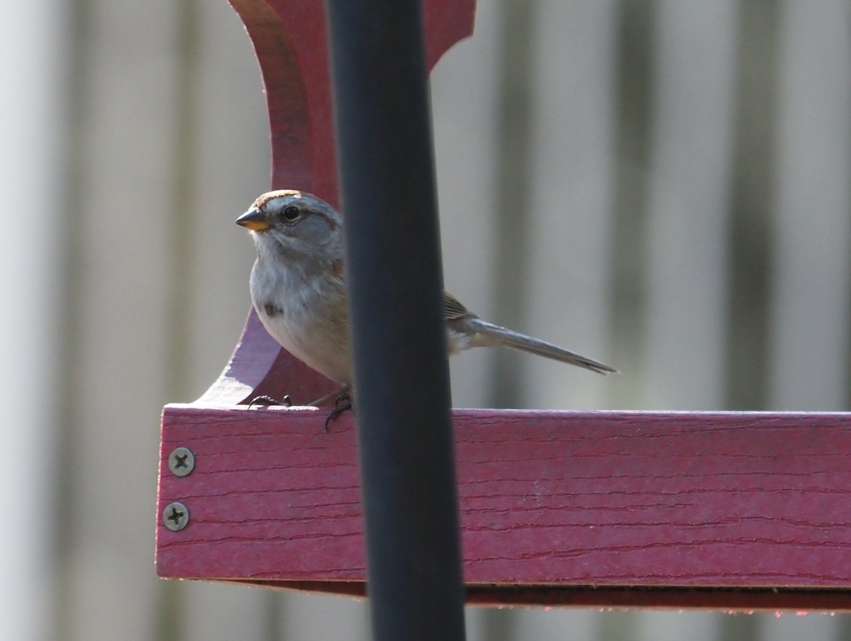 American Tree Sparrow - ML617718850