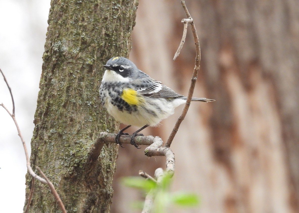 Yellow-rumped Warbler - ML617718853