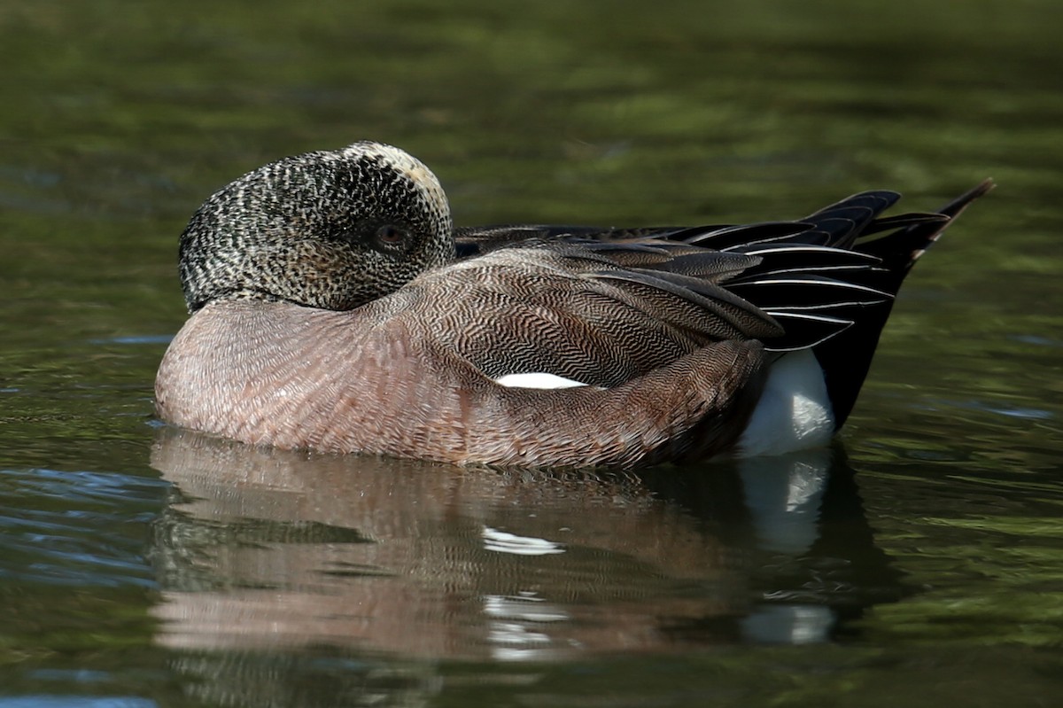 American Wigeon - ML617718865