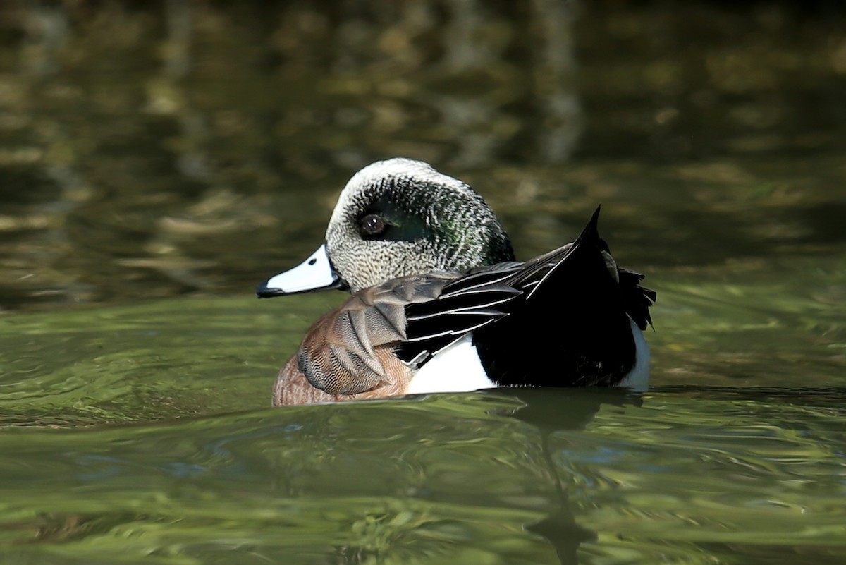 American Wigeon - ML617718867