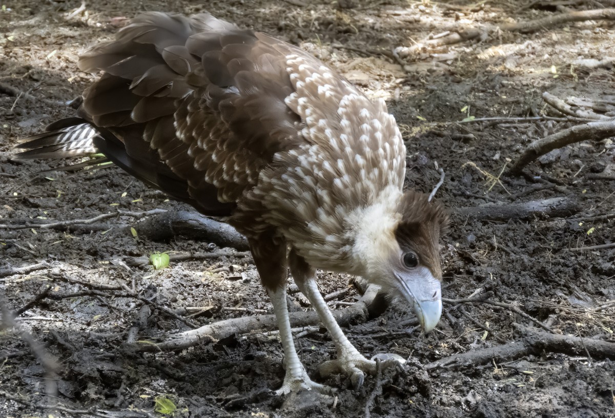 Crested Caracara - ML617718883