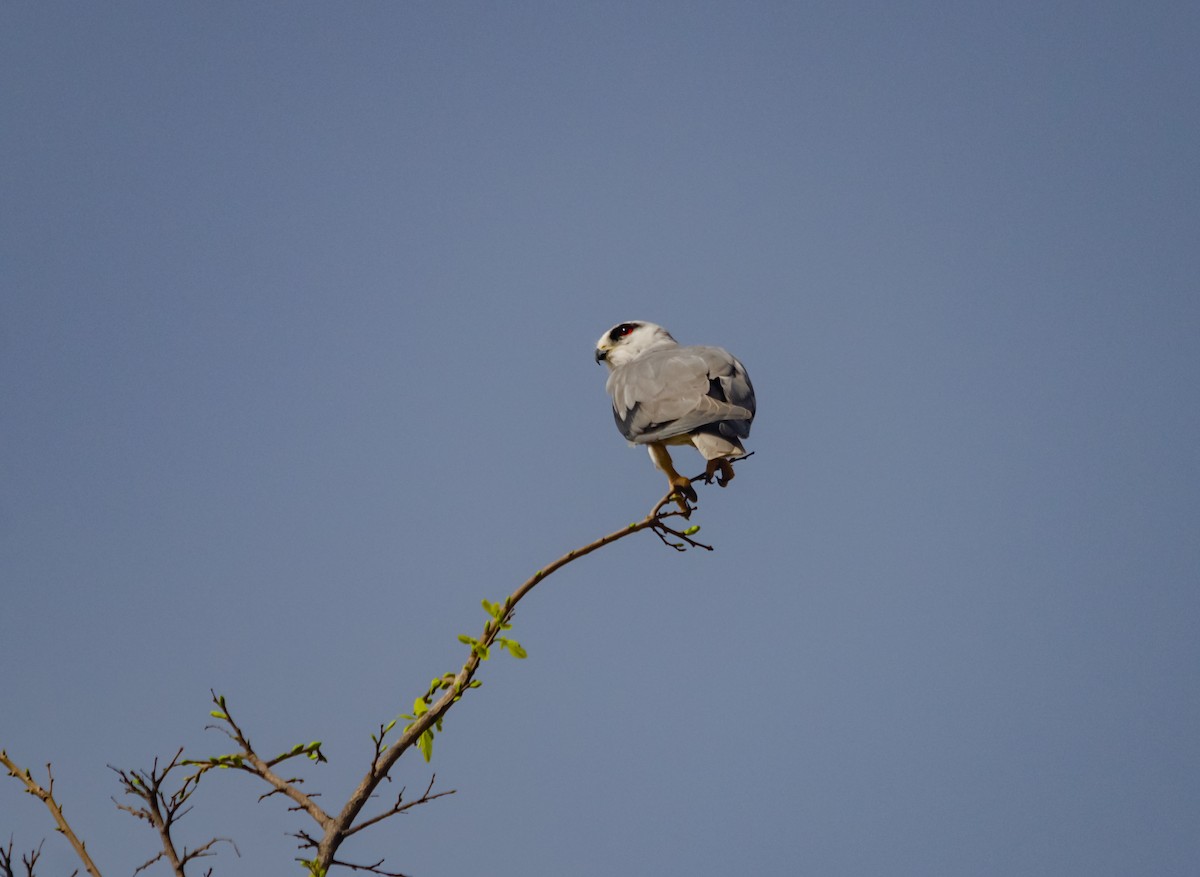 Black-winged Kite - Arun Raghuraman