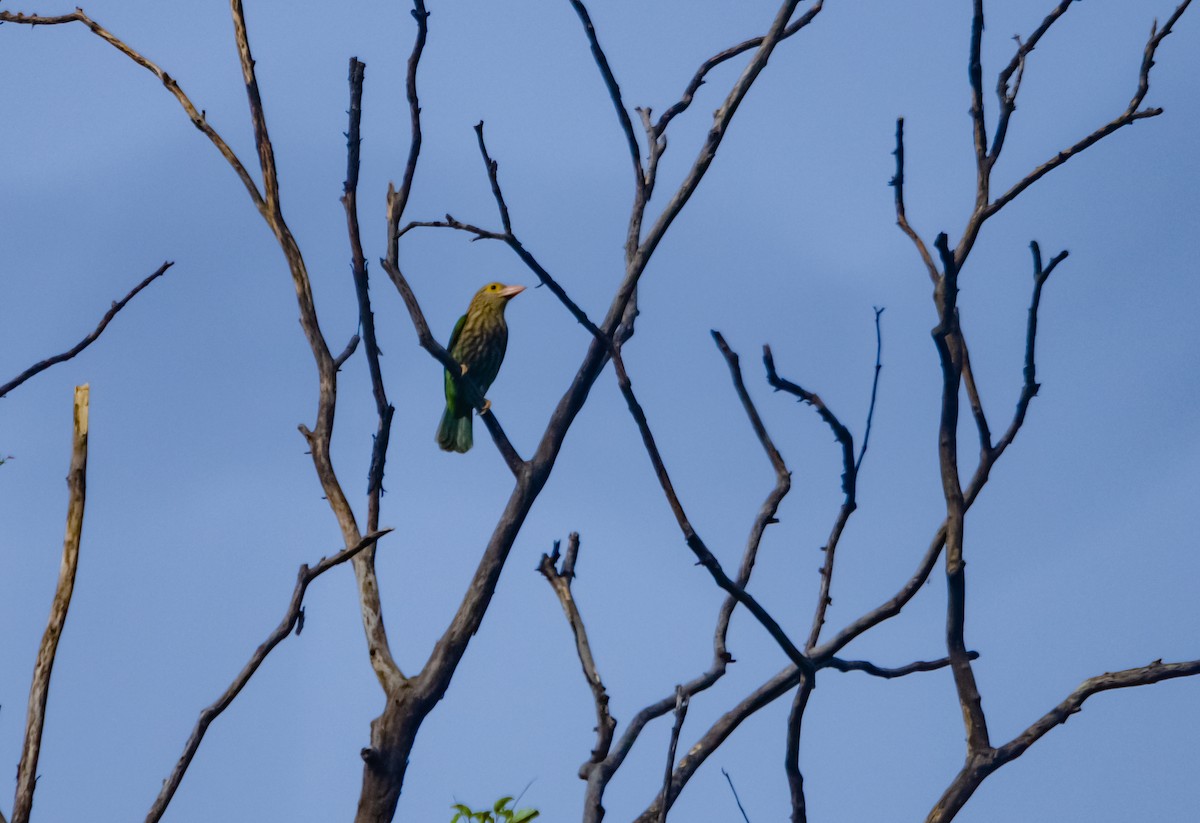 Brown-headed Barbet - ML617718978