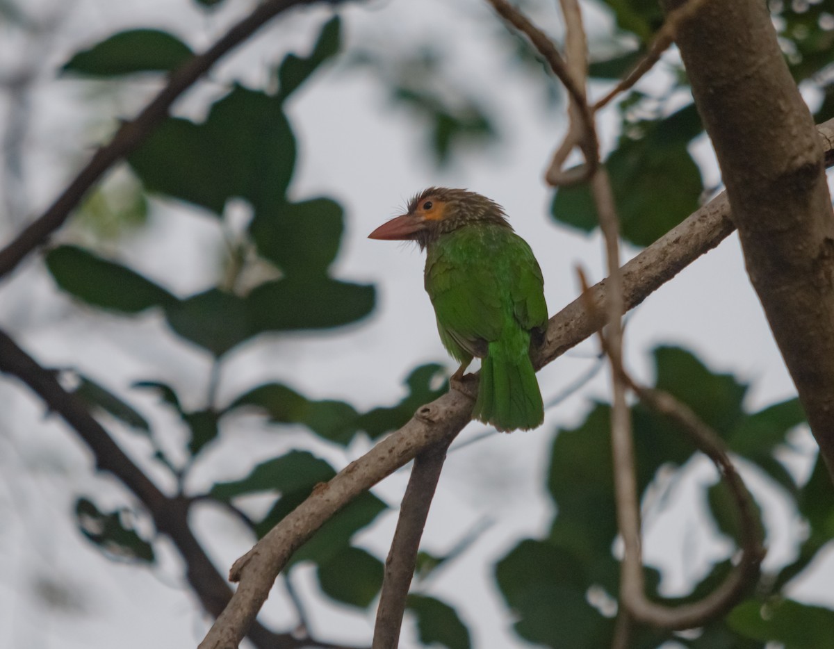 Brown-headed Barbet - ML617718979