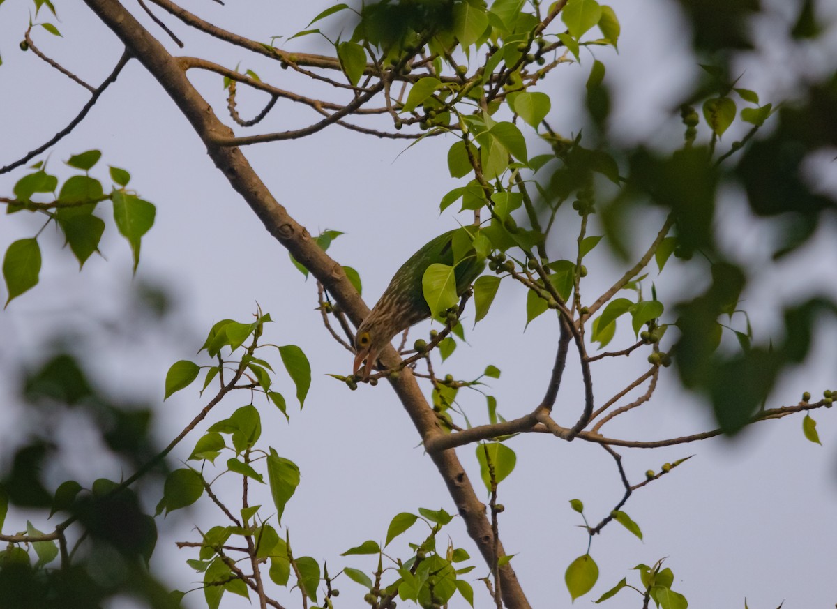 Brown-headed Barbet - ML617718980