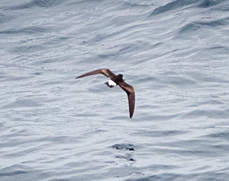 Wedge-rumped Storm-Petrel - Dale Pate