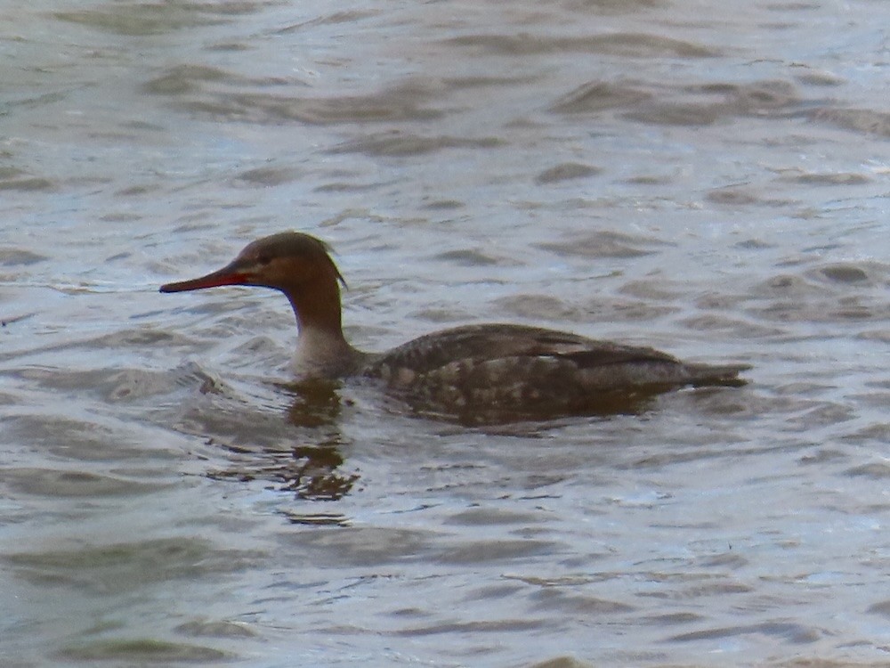 Red-breasted Merganser - Theo Rickert