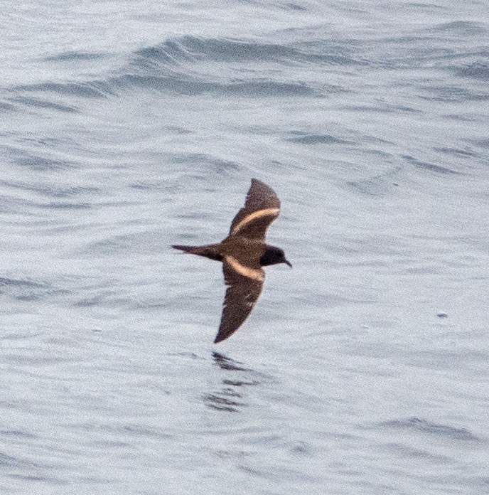 Markham's Storm-Petrel - ML617719066