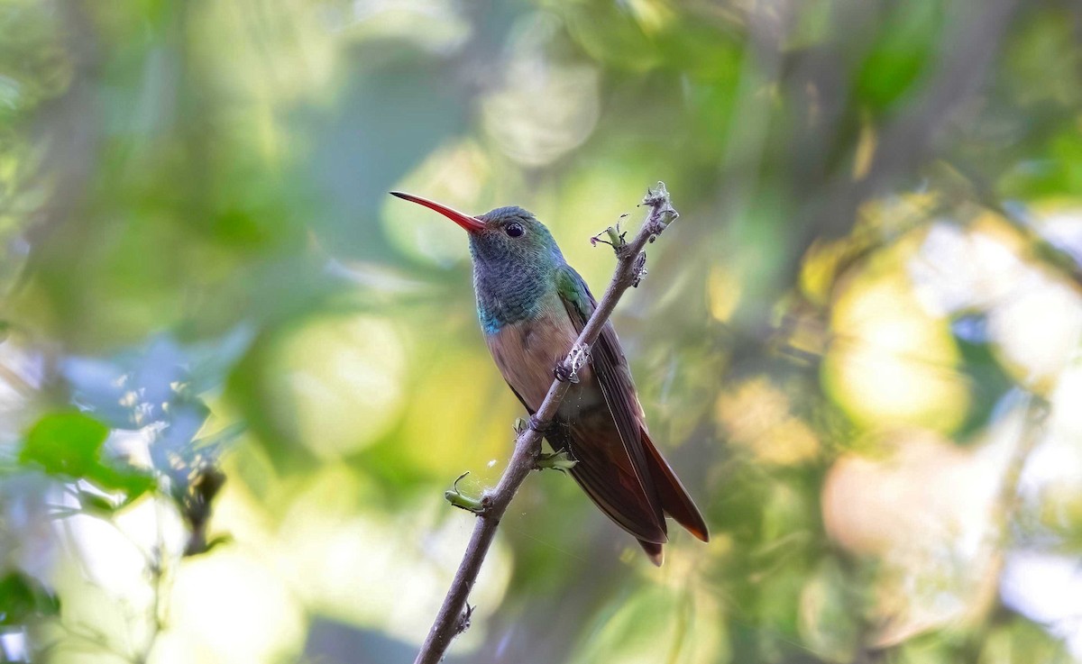 kolibřík yukatanský - ML617719124